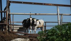 А был ли ящур, неизвестно. Но тысячи разорённых фермеров – факт