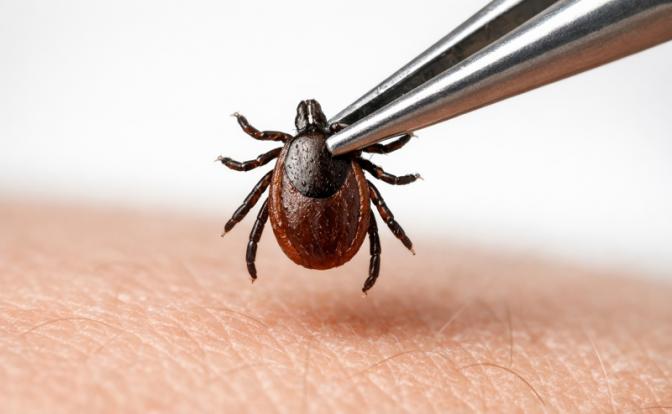 Доктор Гудэйкр предупредила россиян о болезни Лайма
