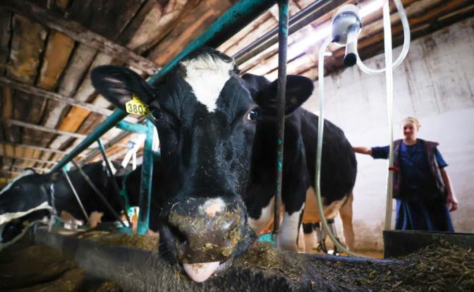 Алтайские фермеры в отчаянии распродают скот: причина