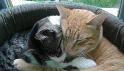 Седатив от котиков: и полезно, и ми-ми-ми