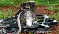 В нью-йоркском аэропорту обнаружили клубок кобр