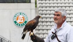В Париже на птицу мира спустят соколов