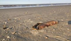 Чудо-юдо, выброшенное из океана ураганом, удивило биологов