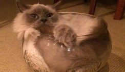 Жидкие коты и перемена пола для насекомых — мир чествует шнобелевских лауреатов