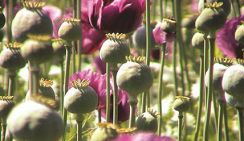 Опиумный мак. Выращивать, но контролировать