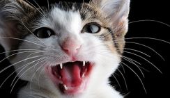 Мужчина помыл иномарку живым котом