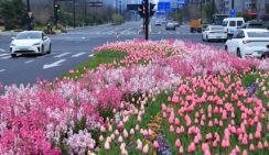 Город Ханчжоу поражает цветами на разделительных полосах
