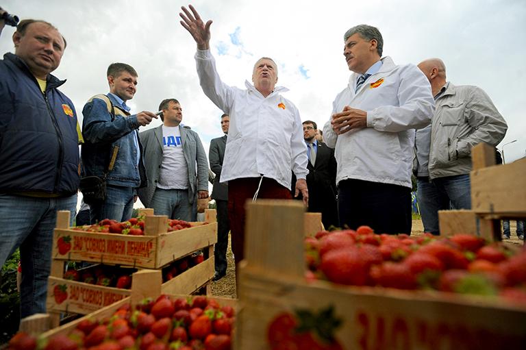 На фото (справа налево): директор ЗАО "Совхоз имени Ленина" Павел Грудинин и лидер ЛДПР Владимир Жириновский во время сбора клубники в ЗАО "Совхоз имени Ленина", 2012 год