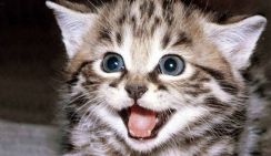 Жестокое убийство котенка под Самарой стало причиной локальных волнений