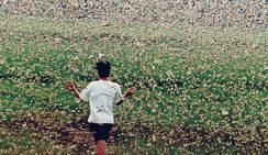 Полчища саранчи атаковали сельхозугодья в Астраханской области