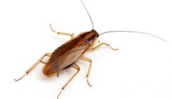 В ананасах из банки от «Ашана» ростовчанин нашел огромного таракана